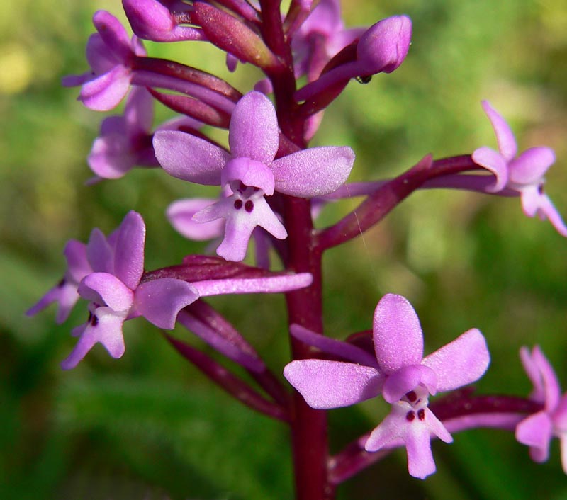 Primavera e orchidee palermitane